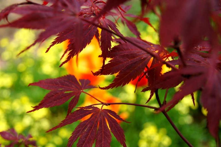 Birmingham Garden Maintenance and Management by Lupin Gardens